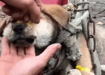 man successfully saved dying dog abandoned on the side of the road_part2