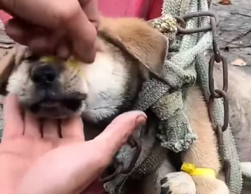 man successfully saved dying dog abandoned on the side of the road_part2
