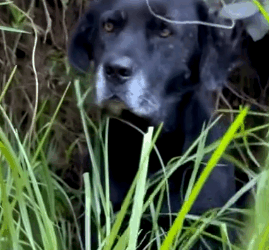 Part2 Animals Rescue #dogrescue #rescuedog #dogsofttiktok #foryoupage #foryou #dogs