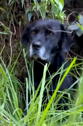 Part2 Animals Rescue #dogrescue #rescuedog #dogsofttiktok #foryoupage #foryou #dogs