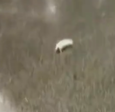 Rescue a baby fox on the road and then_part2