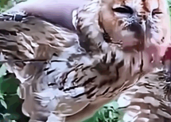 😭😱 OWL WIRE HELL HERO RANGER RESCUE MISSION animals #rescue_part2