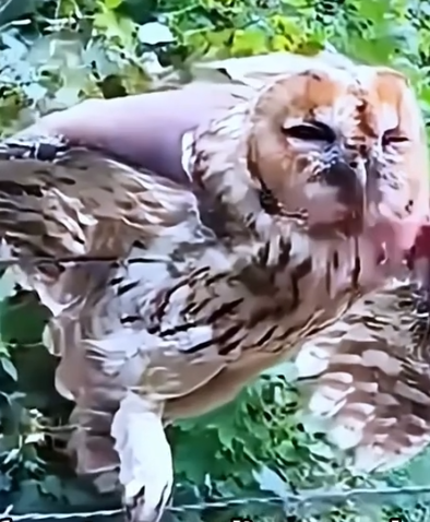 😭😱 OWL WIRE HELL HERO RANGER RESCUE MISSION animals #rescue_part2