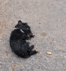 Rescue a poor puppy, but later I realized that I wrong and then #rescue #animals_part2