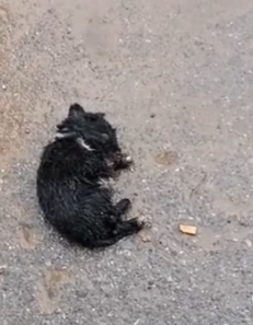 Rescue a poor puppy, but later I realized that I wrong and then #rescue #animals_part2