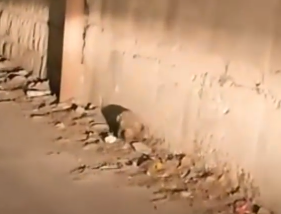 I Found a Lonely Puppy… What Happened After Will Melt Your Heart 🐶_part2