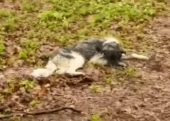 Gentle giant finds his will to live again after being dumped in the woods_part2