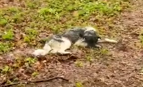 Gentle giant finds his will to live again after being dumped in the woods_part2