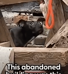 Stray Puppy Rescued From Abandoned Building_part2