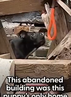 Stray Puppy Rescued From Abandoned Building_part2