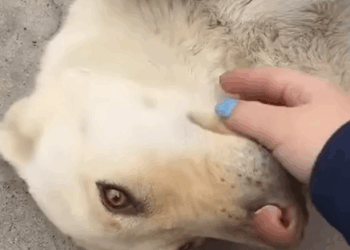 Pregnant dog shows up at couple’s doorstep – a few days later, they have_part2