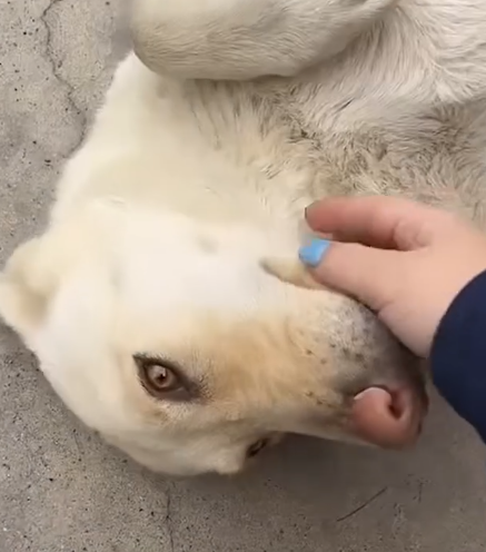 Pregnant dog shows up at couple’s doorstep – a few days later, they have_part2