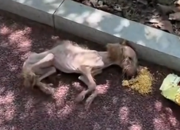 Rescued starving dog #straydog #rescuedogs #abandoneddog_part2