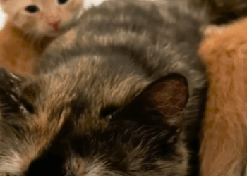 Protective Mama Cat Scared Of Humans Falls In Love With Her Foster Mom’s_part2