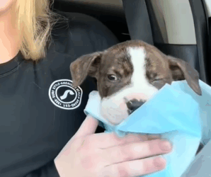 Puppy Found With Mouth Sealed Shut Finds The Perfect Mama_part2