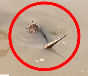 Saving a turtle caught on the water drain 🐢⛑_part2