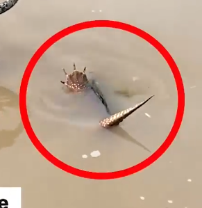 Saving a turtle caught on the water drain 🐢⛑_part2