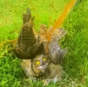 Thankfully they managed to remove the owl from the net_part2