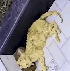 Caring for Momma Cat and Her Little Miracles 🐾💖_part2