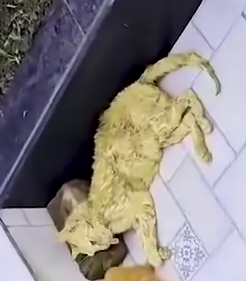 Caring for Momma Cat and Her Little Miracles 🐾💖_part2