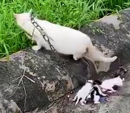 Kitten’s Heartwarming Rescue 🐈🐾_part2