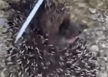 Hedgehog Close Call_part2