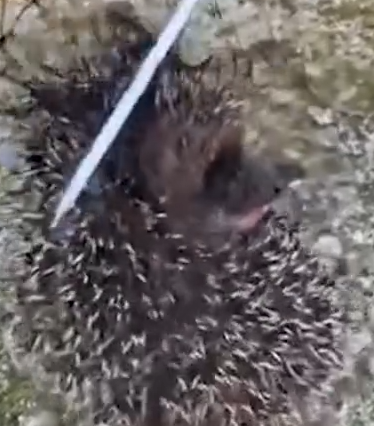 Hedgehog Close Call_part2