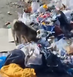 Part2 Animals Rescue #dogrescue #rescuedog #dogsofttiktok #foryoupage #foryou #dogs