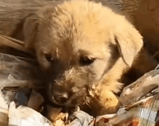 Part2 Animals Rescue #dogrescue #rescuedog #dogsofttiktok #foryoupage #foryou #dogs