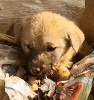 Part2 Animals Rescue #dogrescue #rescuedog #dogsofttiktok #foryoupage #foryou #dogs