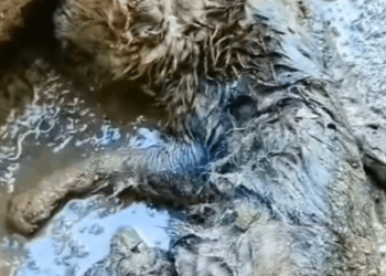 She was trapped deep in the mud… helpless and crying for help_part2