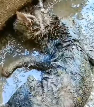 She was trapped deep in the mud… helpless and crying for help_part2