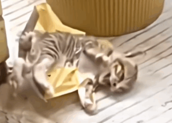 Rescue this little kitten in the pain_part2