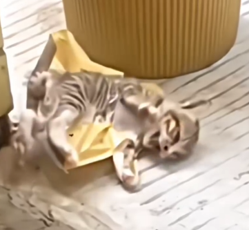 Rescue this little kitten in the pain_part2