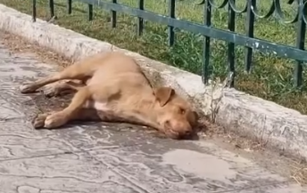 Part2 Animals Rescue #dogrescue #rescuedog #dogsofttiktok #foryoupage #foryou #dogs