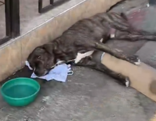 Part2 Animals Rescue #dogrescue #rescuedog #dogsofttiktok #foryoupage #foryou #dogs