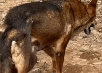 Part2 Animals Rescue #dogrescue #rescuedog #dogsofttiktok #foryoupage #foryou #dogs