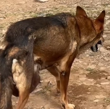 Part2 Animals Rescue #dogrescue #rescuedog #dogsofttiktok #foryoupage #foryou #dogs