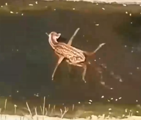 Nobody believed this animal could survive – they were wrong_part2