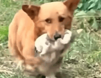 Part2 Animals Rescue #dogrescue #rescuedog #dogsofttiktok #foryoupage #foryou #dogs