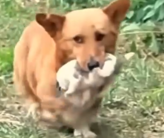 Part2 Animals Rescue #dogrescue #rescuedog #dogsofttiktok #foryoupage #foryou #dogs