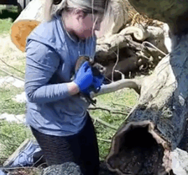 The girl found a little of baby raccoons and raised them #rescue #animals #animalsoftiktok_part2