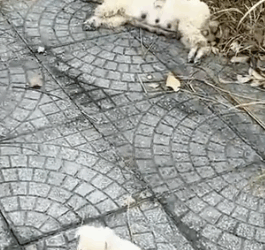 Rescue a family dog on the road_part2