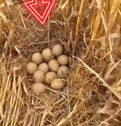 I found some strange eggs in the field.I decided to take them home,_part2