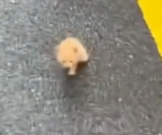 parte 513 rescue of a small kitten abandoned in the middle of the street disabled person picked him up and took him_part2