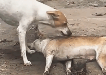 🙏😭Loyal stray dog guards injured friend 🐕💔#animals #pets #lovestory #shorts #dog_part2