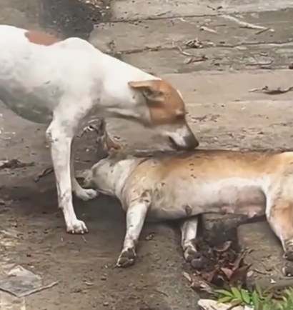 🙏😭Loyal stray dog guards injured friend 🐕💔#animals #pets #lovestory #shorts #dog_part2