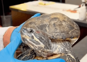 Rescue a poor turtle and then #rescue #animals #fyp #turtle #turtles_part2