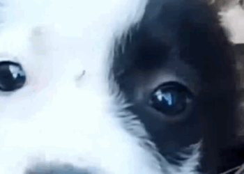 Lonely Puppy on the Street… You Won’t Believe His Transformation 🐶_part2