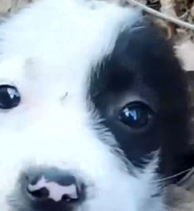 Lonely Puppy on the Street… You Won’t Believe His Transformation 🐶_part2